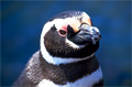 penguin_130506