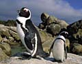 penguin_cape_190805