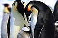 penguins_020806