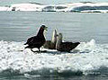 petrels_090305