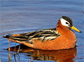 phalarope_010106