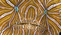 phsychadelic_280209