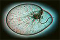 phytoplankton_200307