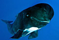 pilot-whale_150810