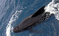 pilot-whales_150508