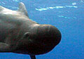 pilotwhale_190105