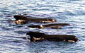 pilotwhale_260108