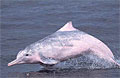 pink-dolphin_211106