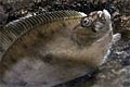 plaice_171008