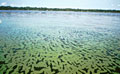 plankton_100506
