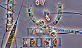 plankton_290710