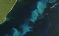 plankton_bloom_300108