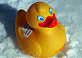 plastic-duck_211208