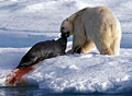 polar-bear_210510