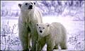 polar_bears_080705