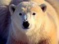 polar_bears_090206