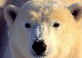polarbear_180805