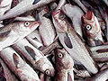 pollock_261105