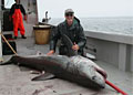 porbeagle_040311