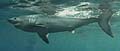 porbeagleshark_221207