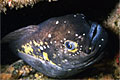 prowfish_250408
