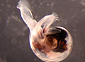 pteropod_270208