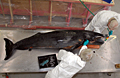 pygmy-whale070508