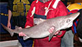 rare_shark_051008