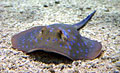 ray_021006