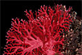 red-coral_210310