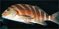 red-moki_200411
