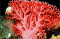 redcoral_120707