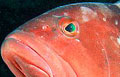 redgrouper_080310