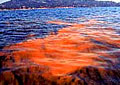 redtide_080905
