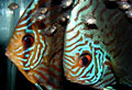 reef-fish_031110