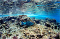 reef_070311