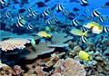 reef_080408