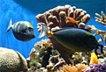 reef_100610
