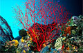 reef_110807