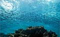 reef_120710
