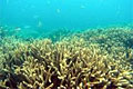 reef_160211