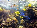 reef_180603