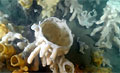reef_220608