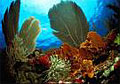 reef_240108