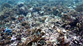 reef_250412