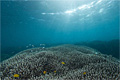 reef_260606
