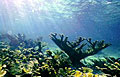 reef_260804