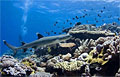 reef_280512