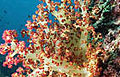 reef_290806