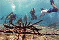 reefs_210212